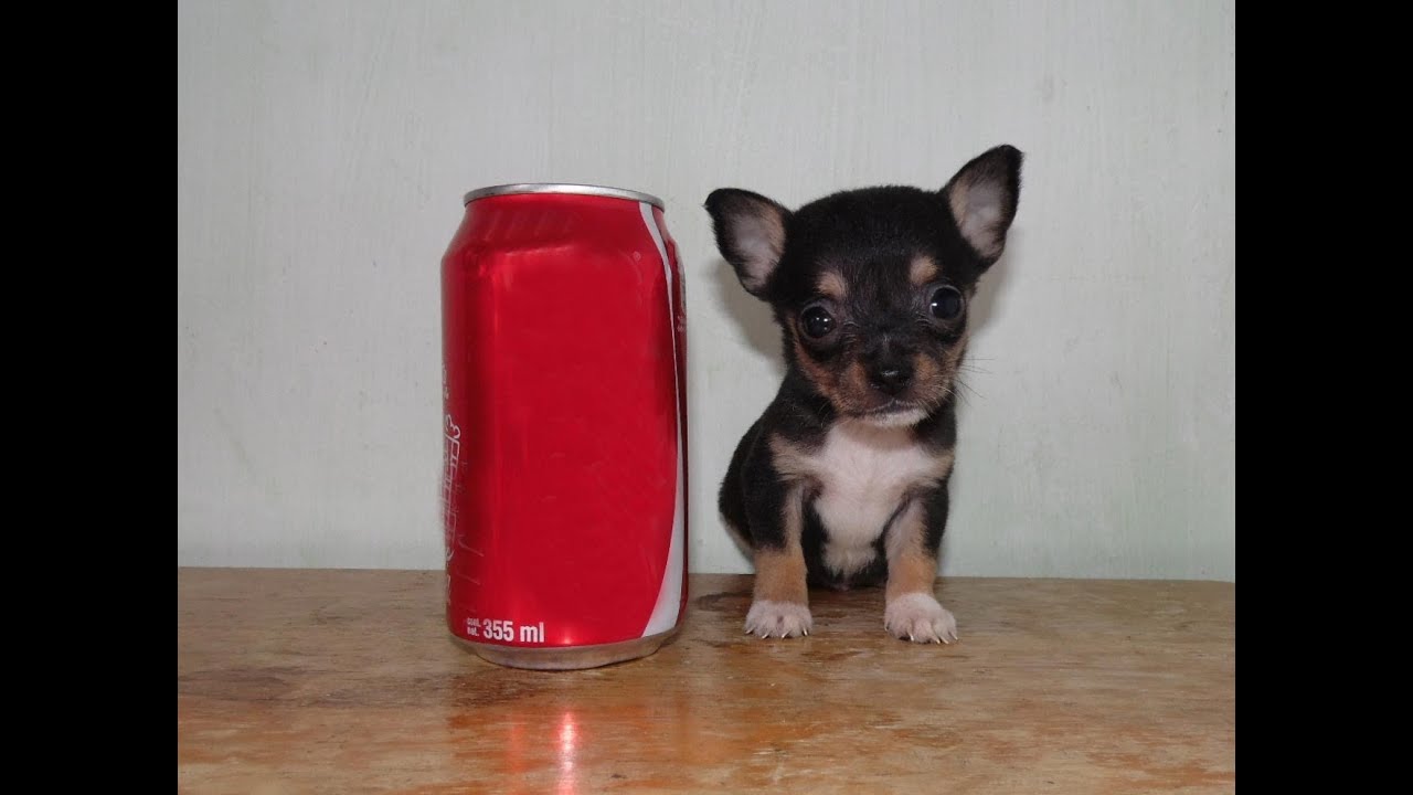 Cuanto Pesa Un Chihuahua De Bolsillo