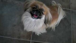 Amazing Pekingese dog named Mia