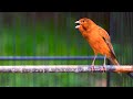 Suara Burung Kenari Gacor Panjang Ini Pandai Jadikan Kenari Malas Bunyi Seketika Respon Mau Gacor