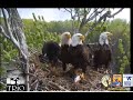 The Trio Eagle Cam - defending a live fish ~ May 10, 2020