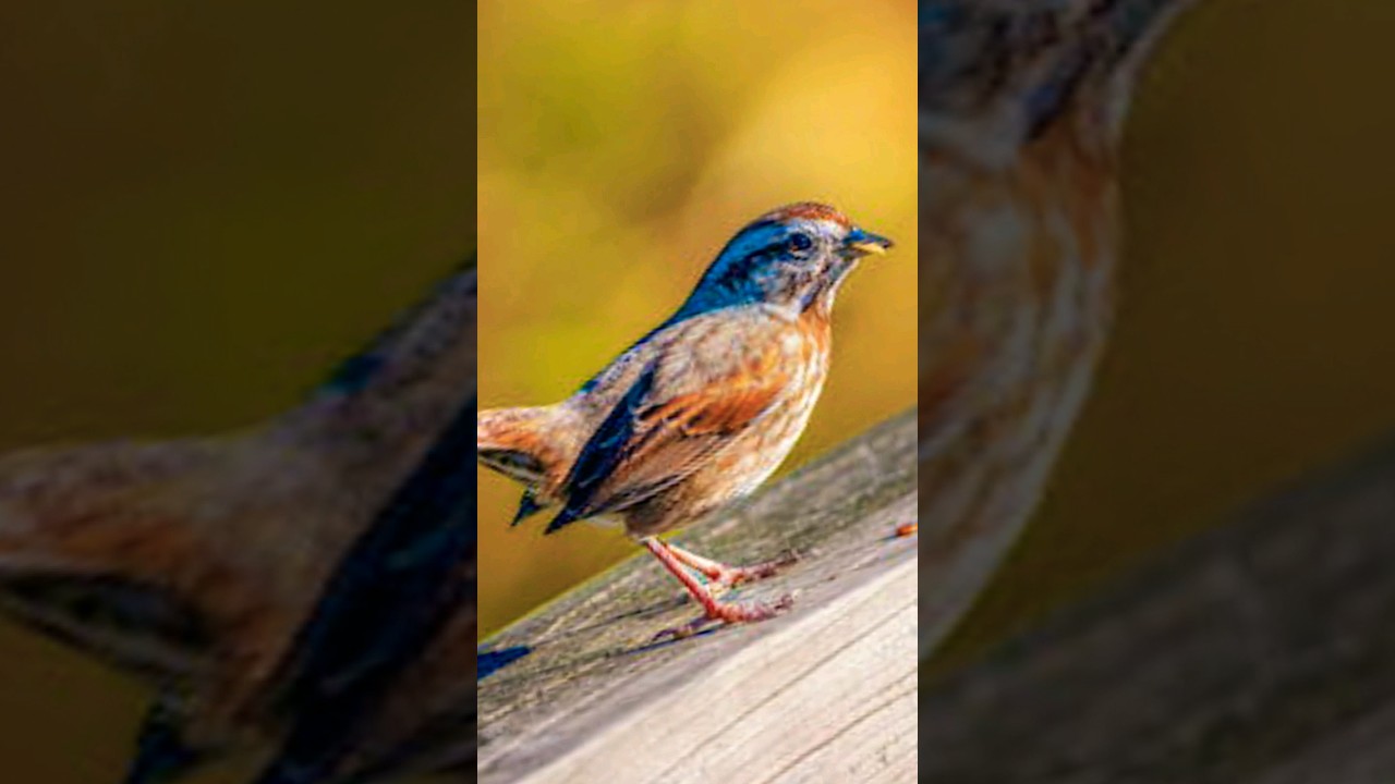 Passerine Bird Short 