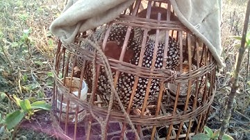 Noog qaib qag qag quaj zoo dib heev