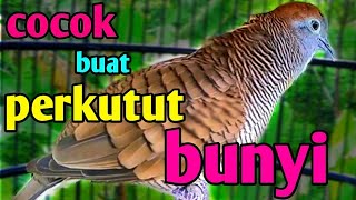 PERKUTUT LOKAL MEMANGGIL LAWAN. ( alam liar )
