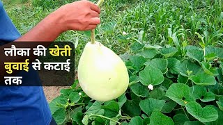 लौका की खेती बुवाई से कटाई तकLauka ki kheti || Gourd cultivation || Gourd farming