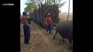 kreatif Inovatif para petani tebu membuat kebo menjadi kendaraan unik