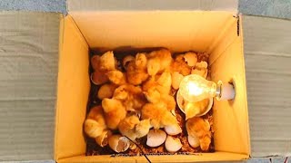 How to make incubator Chicken  in home  real box DIY