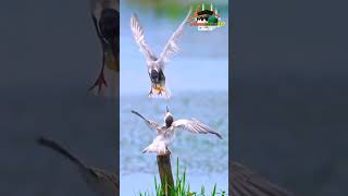 Whiskered Tern Bird Facts | Amazing Water Bird of Wetlands 🐦✨ #deenislam337