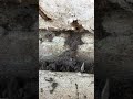 Termite Activity #pestcontrol #pestmanagement