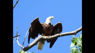 Tulsa River Park Trails - Sand Springs Case Bald Eagle - Adult Takes Deep Breaths/Flies (5-10-24)