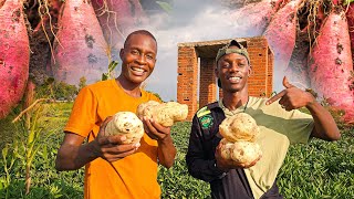 How He Became the BIGGEST Supplier of Sweet Potato in Zimbabwe