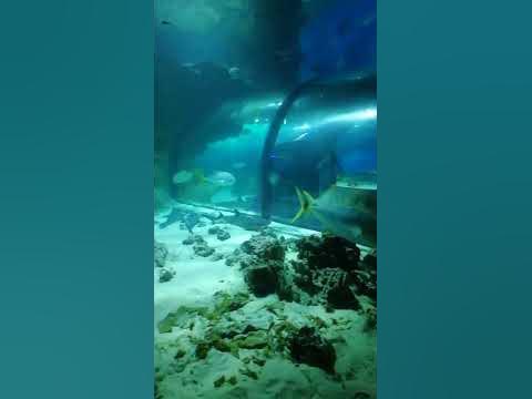 Впуклые Линзы🤣👍 #shorts - YouTube