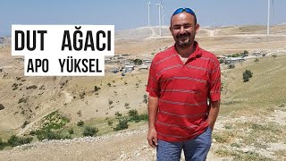 Apo Yüksel - Dut Ağacı