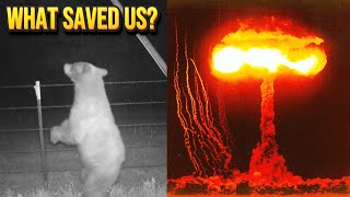 The Bear That Almost Started WW3