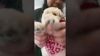 I. Love You Cute Play patitas 