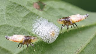 Bí ẩn bọt trắng trong vườn | Mystery of the Spittle Bug’s Foam Bí ẩn bọt trắng trong vườn | Mystery of the Spittle Bug’s Foam