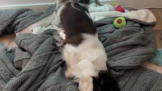 Atticus Goes Berserk Again