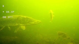ICE Fishing PICKY PIKE!! CRAZY Underwater FOOTAGE!!