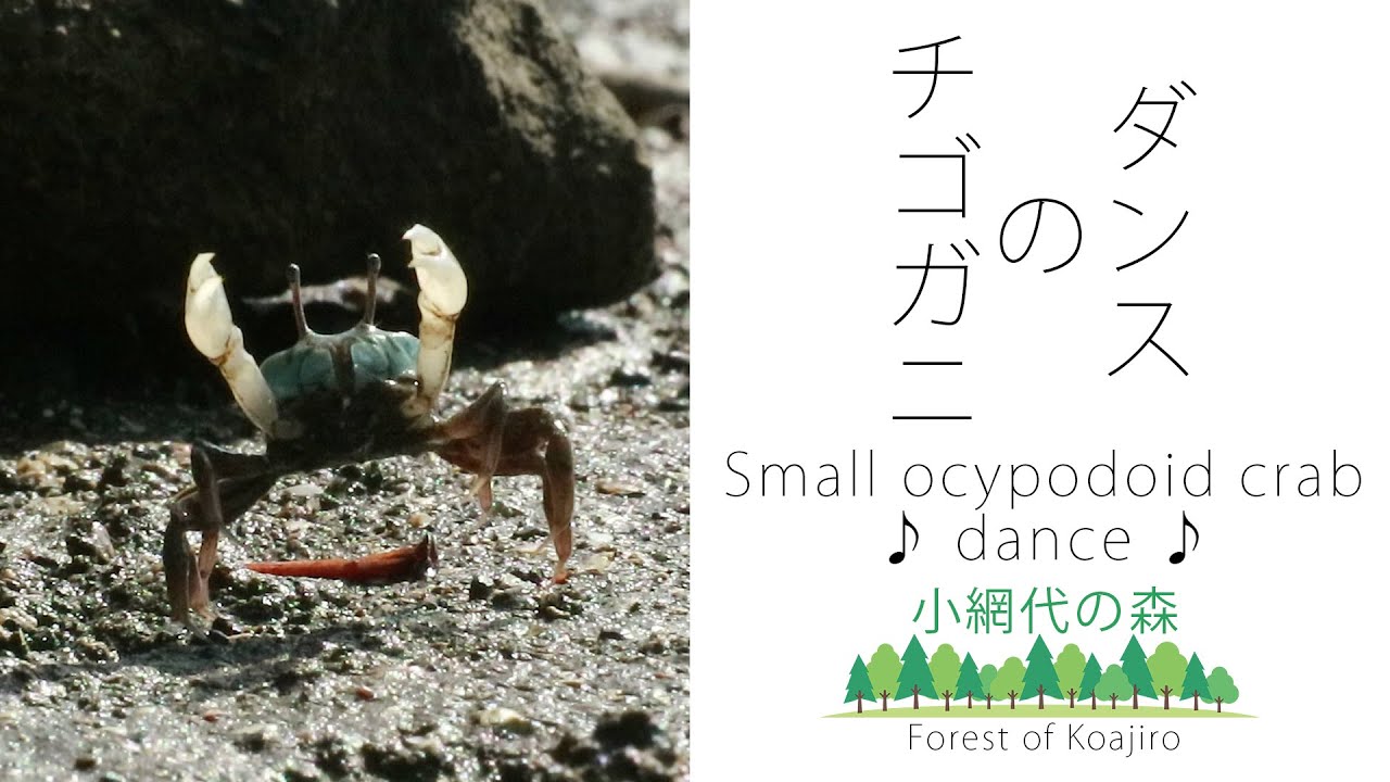 小網代の森 Forest Of Koajiro 踊ってみた チゴガニの求愛ダンス Small Ocypodoid Crab Dance Eos M3 大画面推奨 Youtube