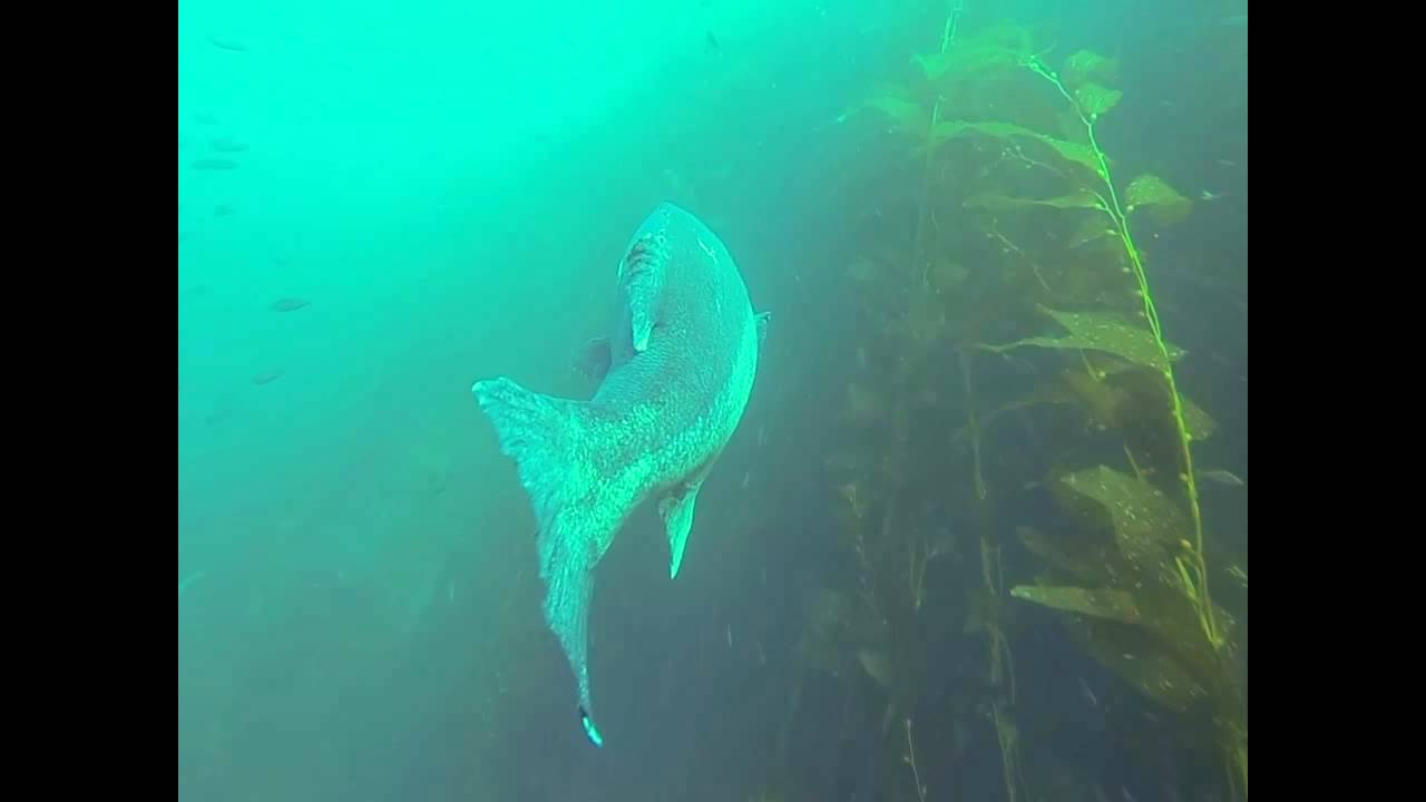 Black Sea Bass Chase YouTube