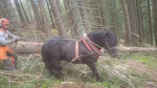 Keď To Nejde - Fargo Smrek 4 Kubíky