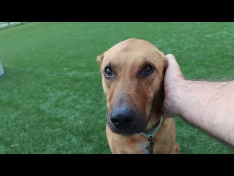 Tailwaggers: Meet Applesauce