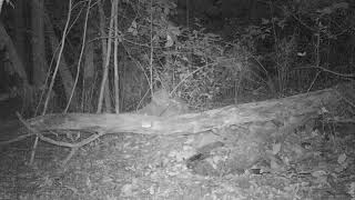 Woodchuck burrow #2