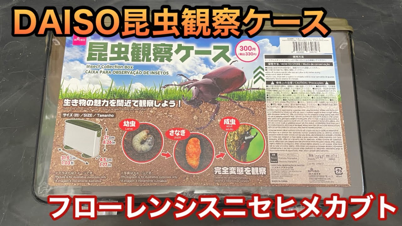 DAISO昆虫観察ケース　　フローレンシスニセヒメカブト