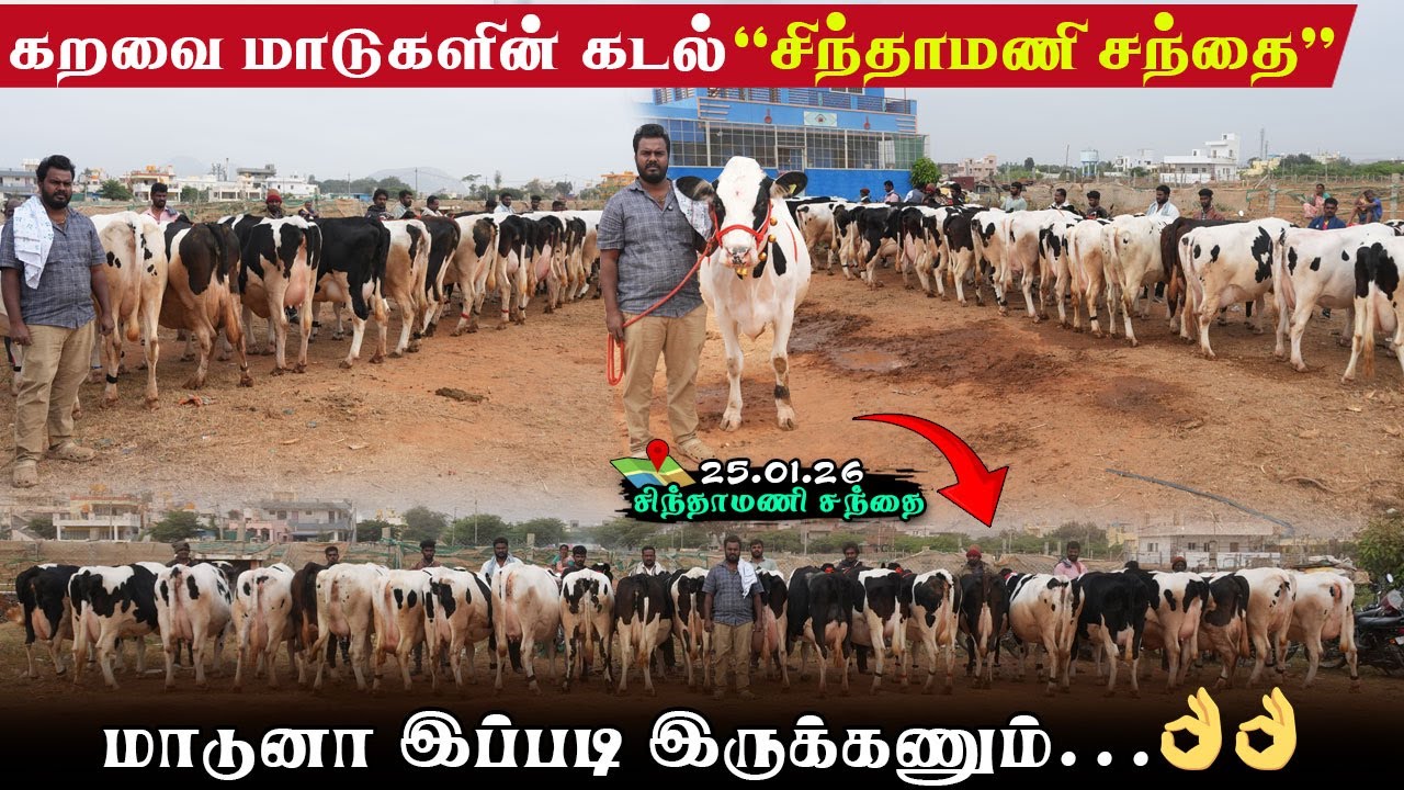 🔥Brand மாடுகளின் சந்தை சிந்தாமணி|மாடுனா இப்படித்தான் இருக்கணும்..!!#ஈரோடுகெளதம்#சிந்தாமணி