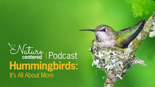 Hummingbirds It s All About Mom Nature Centered Podcast by Wild Birds Unlimited