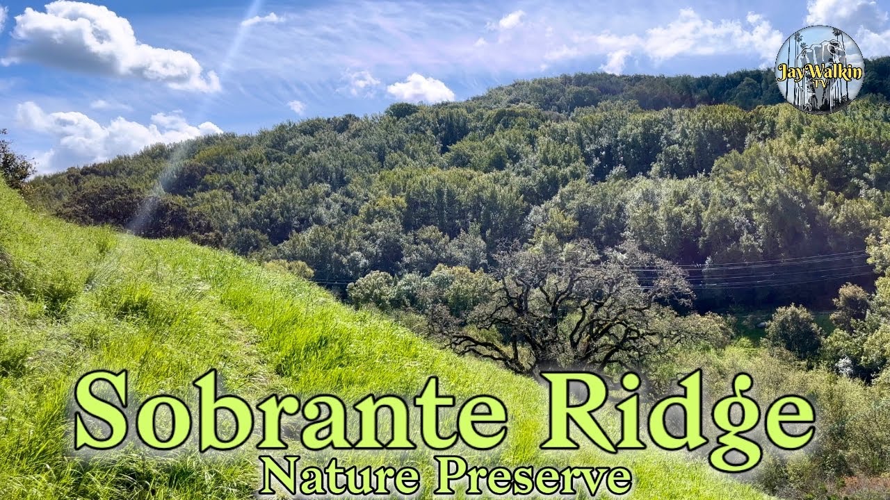 Lion Claw Marks & Wild Turkeys 🦃 | El Sobrante, California [4K] ASMR 🇺🇸
