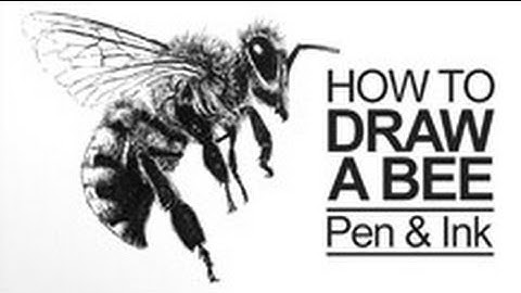Pen and Ink Lesson - How to Draw a Bee