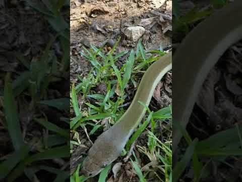 Papuan Python