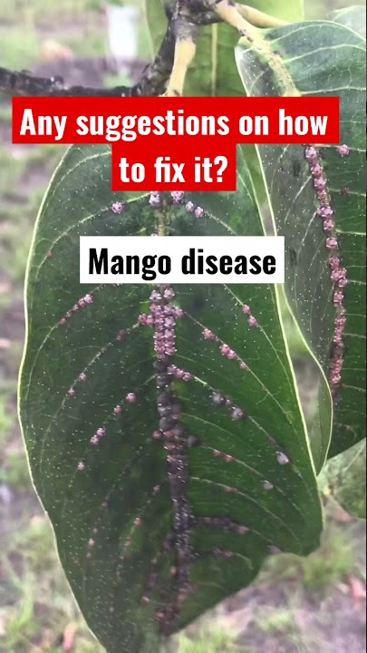 Penyakit Mangga