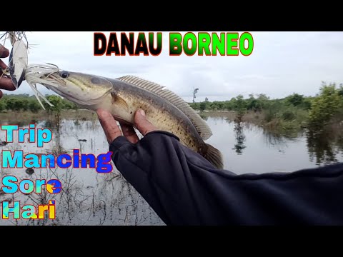 IKAN KERANDANG SNAKEHAED || MANCING MANIA #009