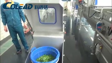 Cabbage cutting, washing and dehydrating production line
