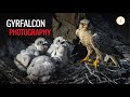 3 DAYS OF GYRFALCON PHOTOGRAPHY - A hike takes a surprising turn