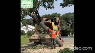 Stump Removal Blackburn | Stump Removal in Blackburn | Blackburn Stump Removal