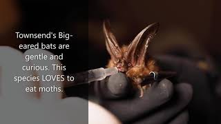 All About Townsend's Big-eared Bats