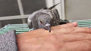 Romoletto il mio piccione libero - allevato a mano e liberato  #piccione  #amicopiccione #pigeon