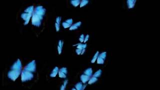 Голубые 8  бабочки футаж бесплатно