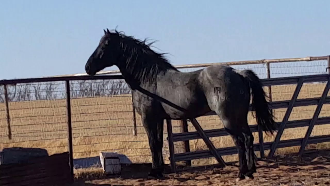 MA Quarter Horses Plenty Blue Drift MA YouTube