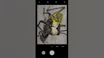 Insect Macro Photography 😱      #shorts #macrophotography #macro