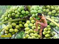 Diburu banyak Orang karena satu Pohon bisa Hasilkan 32000 Buah, Pohon Berbuah Paling aneh di dunia