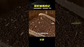 你以為菜籽油很簡單?揭秘一滴油的煉成,這些步驟缺一不可 #菜籽油,制作过程,粮油加工,传统工艺,压榨
