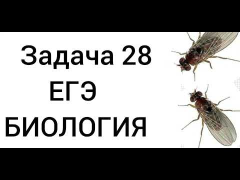 Задача 28 ЕГЭ  Сцепление признака с Х-хромосомой