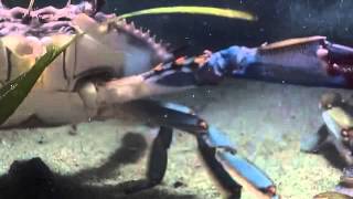 Terrestrial Arthropods  The Conquerors clip5