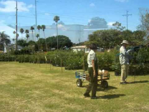 Brevard Tropical Fruit Club 2017 You Brevard Tropical Fruit Club 2017