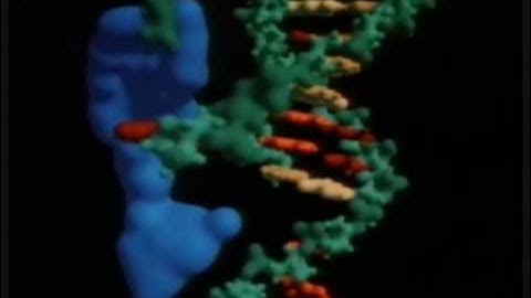 La replicación del ADN