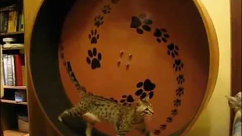 Watch the video about A1Savannahs Gold Ambiente (F5) rotates the cat's wheel in Moscow