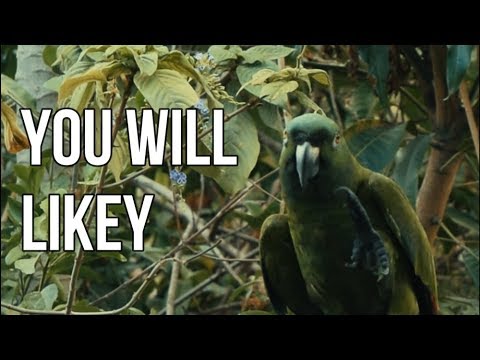 funny-bird-documentary